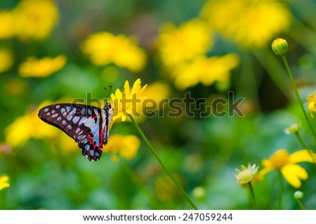 Colourful butterfly with flower on green foliage background, Summer flower garden