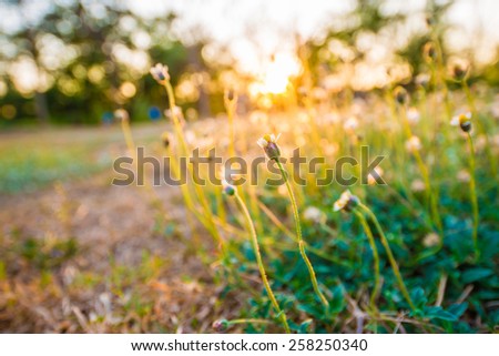 Beautiful white dandelion flowers at sunset time, Close up grass flower on public park