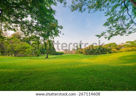 Park and recreation area in the city, Green field and tree