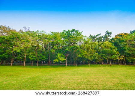 Green lawn in city park, Beautiful park