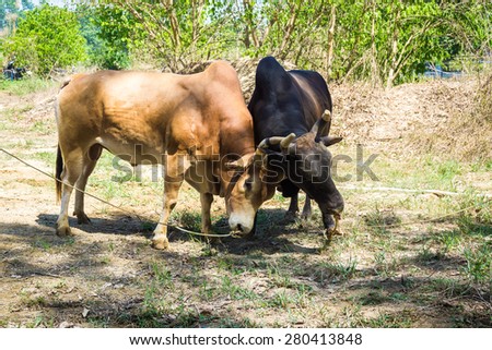 Bull fighting on soil field, Cow fighting is a traditional game of Thailand.