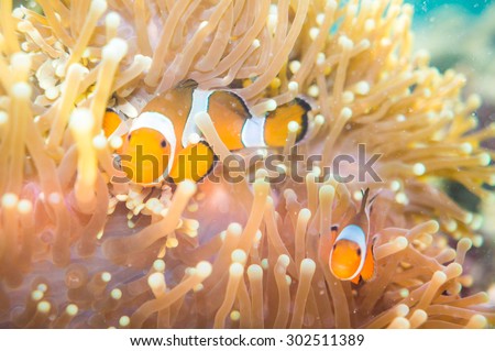 Nemo fish (Clown Anemonefish)