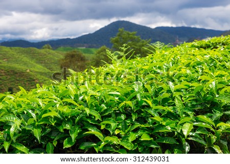 Tea Plantations under sky Cameron highlands Malaysia , Landscape of the tea plantations