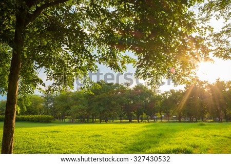 Green grass on a sunny meadow of city park, Sun light