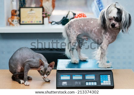 Little dog and cat at the veterinary checkup