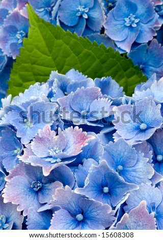 Close-up blue and purple hydrangea flowers with green leave