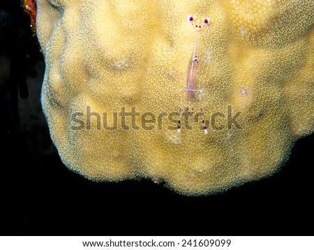 Microscopic shrimp on coral.
