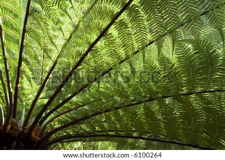 Large Tree Fern shot from under the tree and into the light, the leaves or fronds backlit by the sun