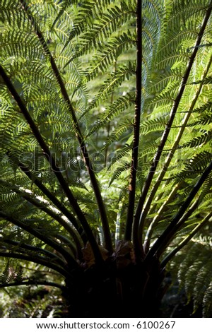 Tree Fern fronds shot from under the tree and into the light, the leaves backlit by the sun