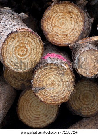 Close up of a log pile showing the concentric circles on the trunk