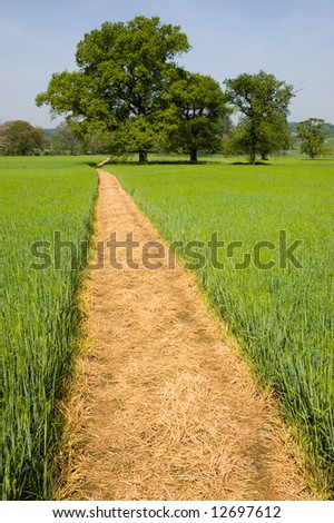 Long yellow footpath leads across a green grass field on farmland past distant trees