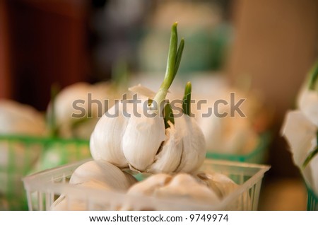 Fresh Garlic for sale in a basket on a open air farmers market stand
