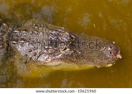 A aligator in the Florida swamp land