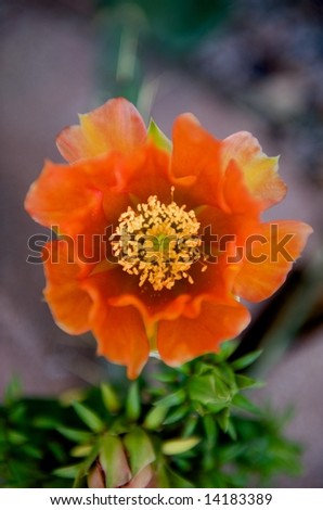 An up close image of a bright orange cactus flower