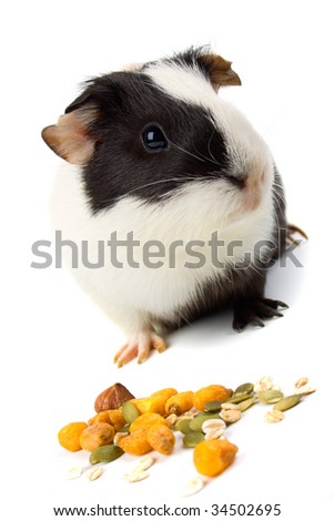 Guinea pig pet animal isolated on white background