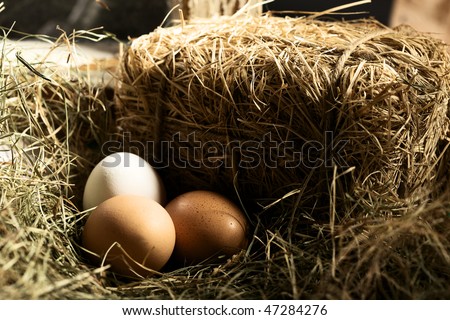 three chicken eggs brown and white in hay and animals nest