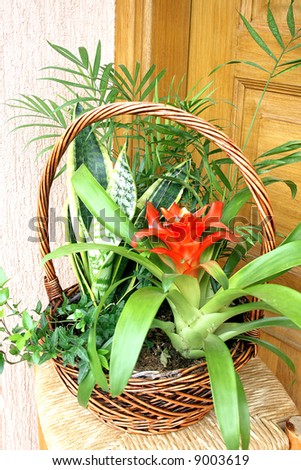 Flowers and plants in the basket at the door.