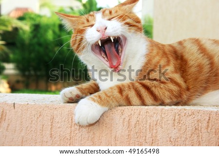 Red cat with open mouth.