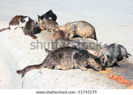 Homeless cats eating meat.