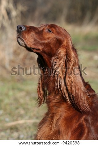 Beautiful dog smelling in the air