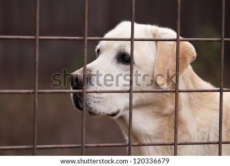Retriever dog behind a fence