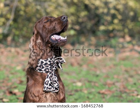 Happy dog laughing