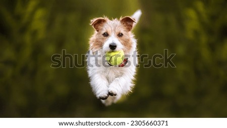 Similar – Image, Stock Photo Bring the ball Dog Pet