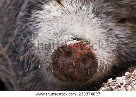 Nose of a cute furry mangalitsa pig