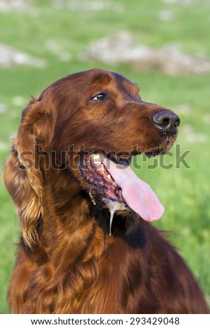 Drooling Irish Setter dog in a hot Summer