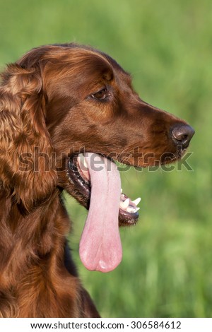Funny dog puppy panting with his long tongue in Summer
