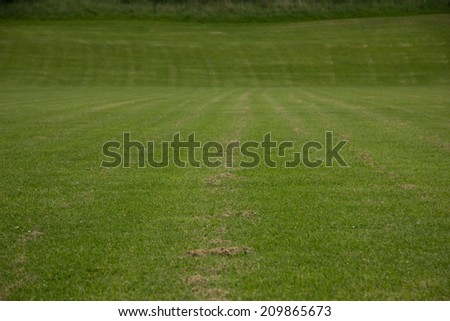 Freshly cut grass making a solid background