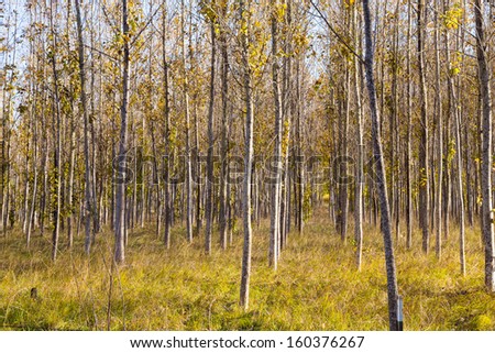Poplar tree plantation, tree nursery growing tall straight trees