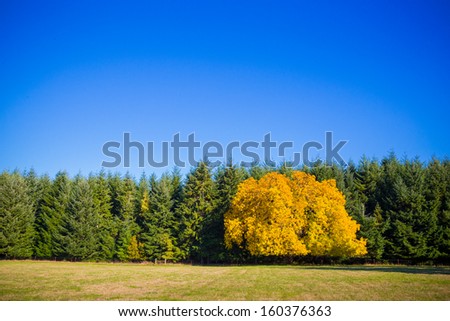 This tree is completely different from the rest showing its unique fall autumn colors against a crowd of fir trees whos leaves don\'t change.