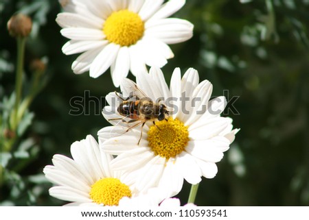 a yellow and black bee gathering pollen from a white and yellow daisy in Cotacachi, Ecuador