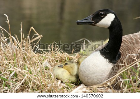 A Canada Goose sitting on a nest with her gosling next to a lake in spring in Winnipeg, Manitoba, Canada
