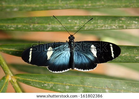 A blue and black butterfly clinging to a leaf in a butterfly garden in Mindo, Ecuador