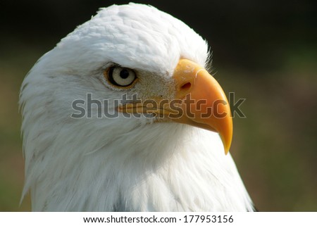 The head of a bald eagle at a bird sanctuary near Otavalo, Ecuador