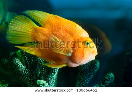 an yellow aquarium fish portrait  near corals.