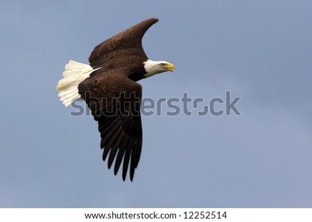 American Bald Eagle in flight in front of a blue sky