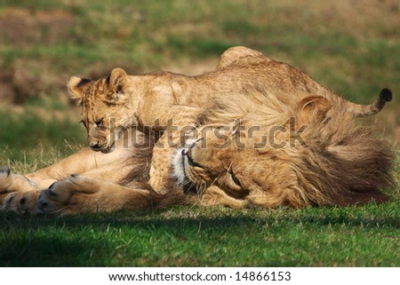 Male Lion playing with cub on a green field of grass