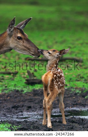 Deer sniff at her just born calf