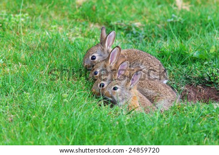 Young rabbits coming out of their hole in the back yard spring