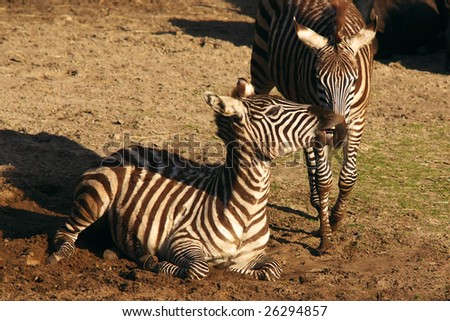 Two young zebras playing on a sunny afternoon
