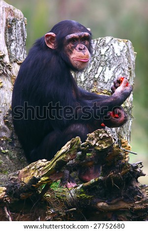 Chimpanzee in a tree eating some kind of red vegetables