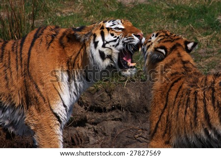 Siberian Tiger yells out loud face to face with her cub