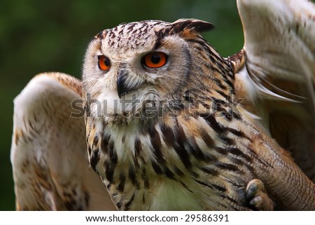 Close-up portrait of an Owl in front of a green forest ready to take off