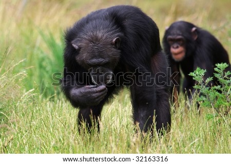 Young chimpanzee follows older chimp