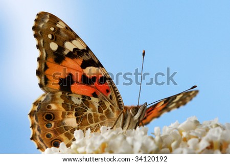 Portrait of a butterfly on a butterfly-bush against a clear blue sky