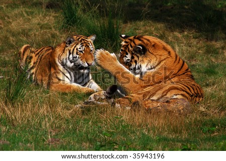 Two Siberian Tigers laying in the grass close together, one cat sticking his paw upwards