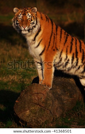 Portrait of a Siberian Tiger standing with her paws on a fallen tree in the early evening sun